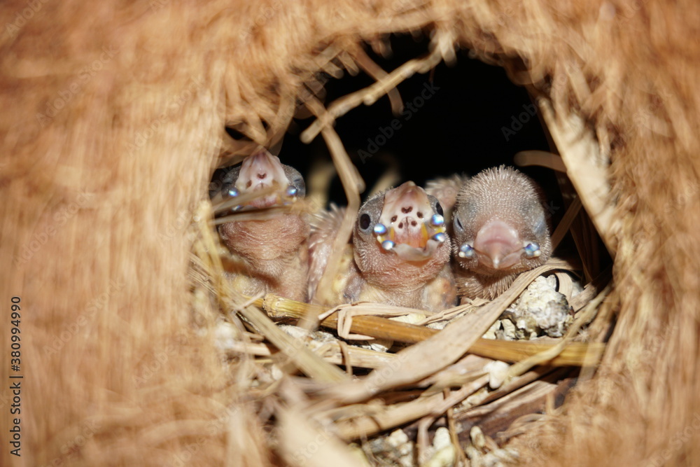 Baby bird Finches waits for food from the mother finches. That food is