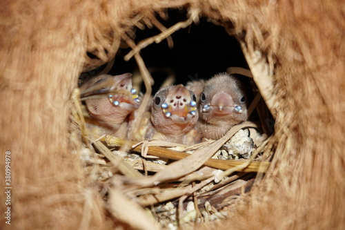 Tablou pe pânză Baby bird Finches waits for food from the mother finches