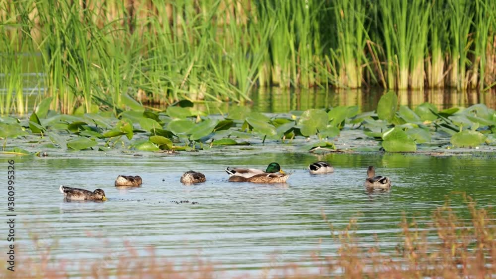 Group of wild mallard, a large dabbling duck, feeding on a lake, Anas platyrhynchos Group of wild mallard, a large dabbling duck, feeding on a lake, Anas platyrhynchos