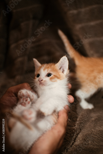 Baby cat playing in the sofa kitten white background © ramoshots