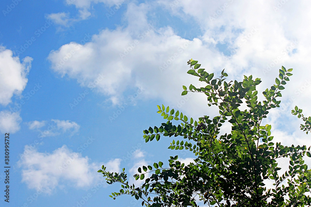 Obraz premium 나무잎