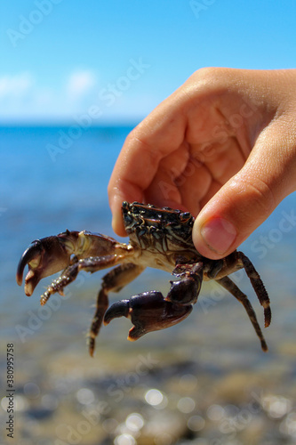 crab in hand near the sea