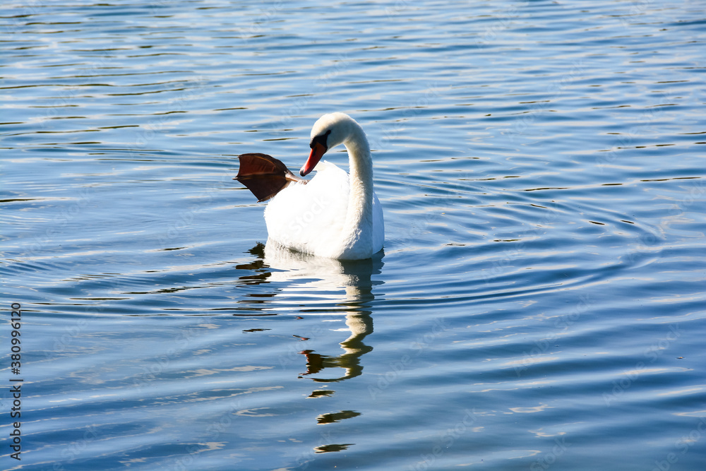 Fototapeta premium Cygne