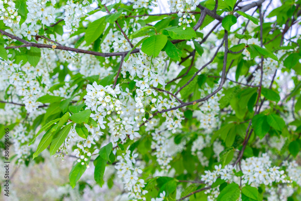 bird cherry tree, flowers branch bird cherry tree, flowers branch