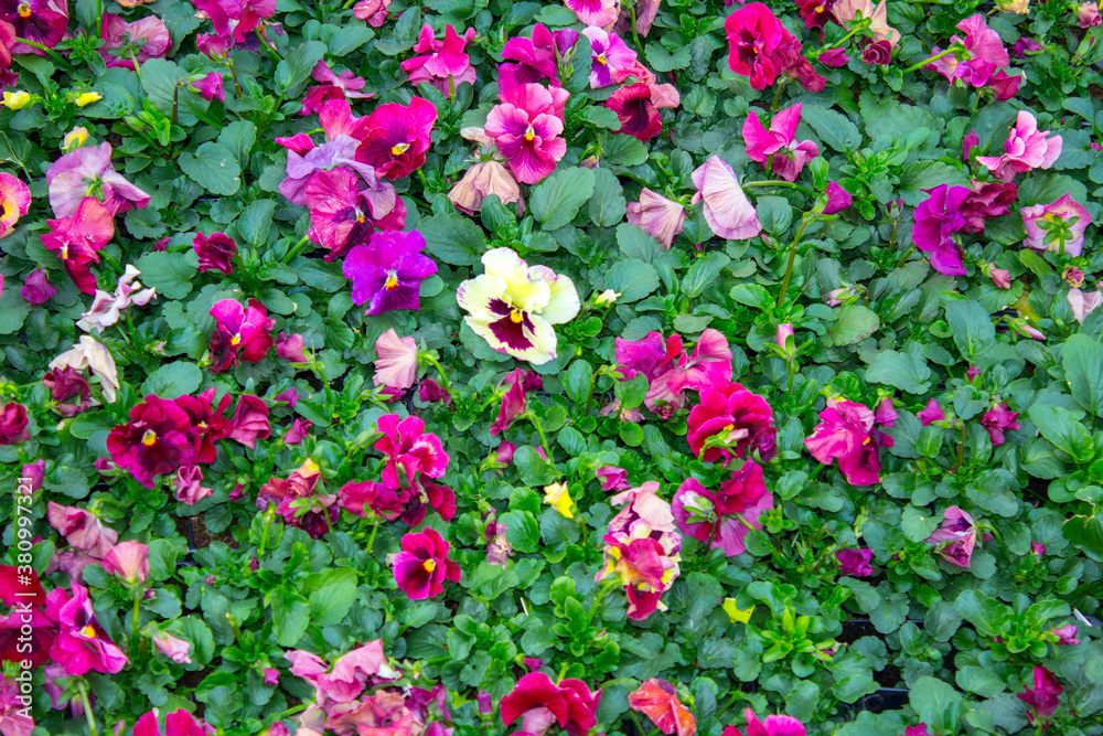 pansy plants flowers carpet, background texture