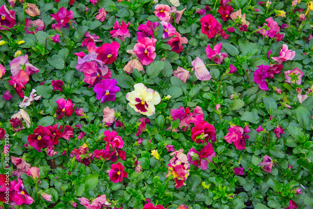 pansy plants flowers carpet, background texture