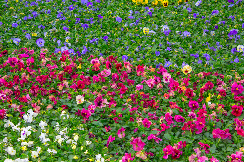 Fototapeta Naklejka Na Ścianę i Meble -  pansy plants flowers carpet, background texture