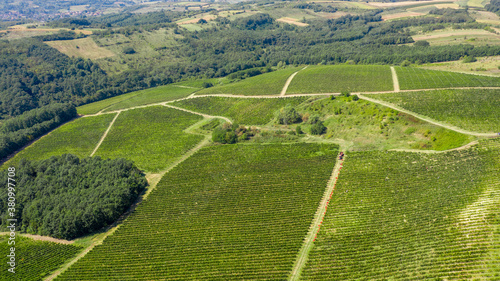 Aerial shot of rows of vineyards with grapevine and winery, drone shot