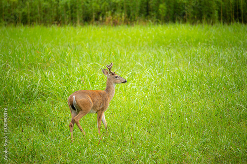 Fototapeta Naklejka Na Ścianę i Meble -  Young male white-tailed deer walking through meadow with tall grass 