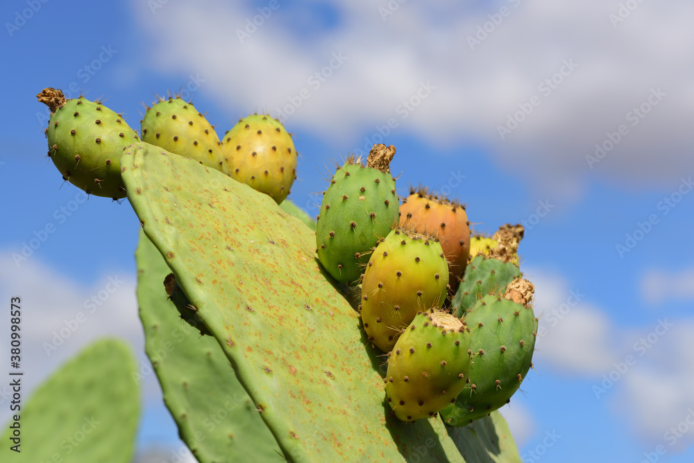 Prickly pear cactus with prickly pears and prickly pear fruits against a blue sky with clouds in Sicily Prickly pear cactus with prickly pears and prickly pear fruits against a blue sky with clouds in Sicily