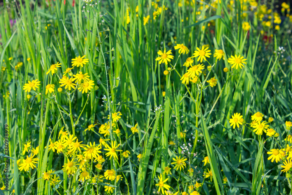 Obraz premium meadow, summer yellow wildflowers, nature