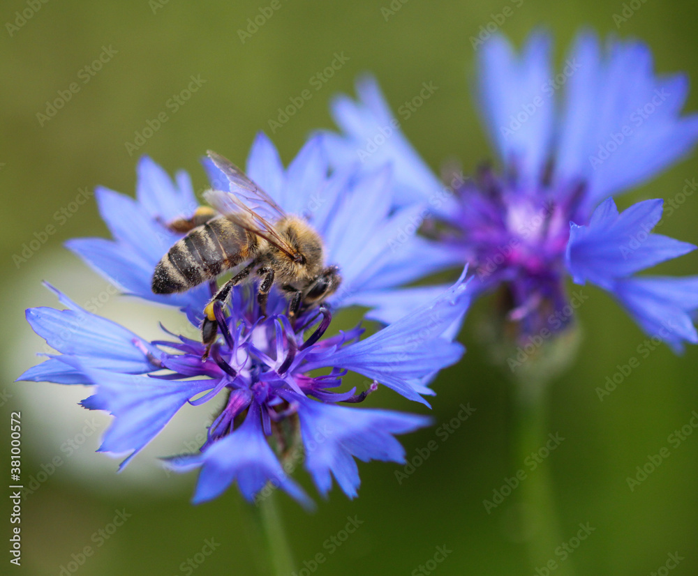 bee on a flower bee on a flower