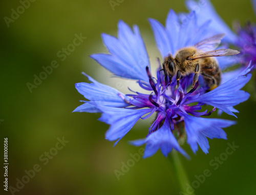 bee on a flower © dominic_dehmel