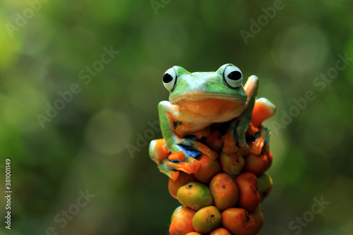 Javan tree frog closeup on orang fruit