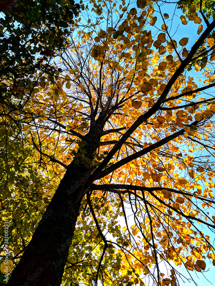 Linden tree in autumn with yellow and green leaves against a blue sky. Bottom view
Linden tree in autumn with yellow and green leaves against a blue sky. Bottom view