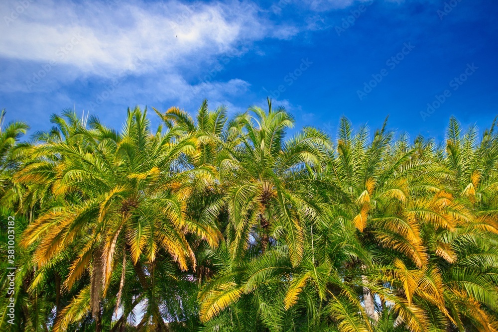 Golden tipped palm trees and partly cloudy blue sky's  during a beautiful Florida summer day