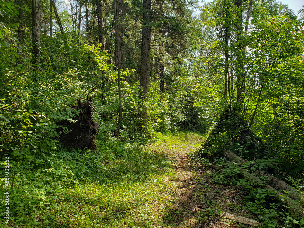Obraz premium A lush tree-lined footpath on the Baldy Mountain hiking trail in Duck Mountain Provincial Park, Manitoba, Canada