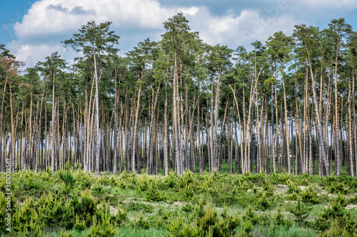 Pine forest, Zahorie, Slovakia, natural scene photo