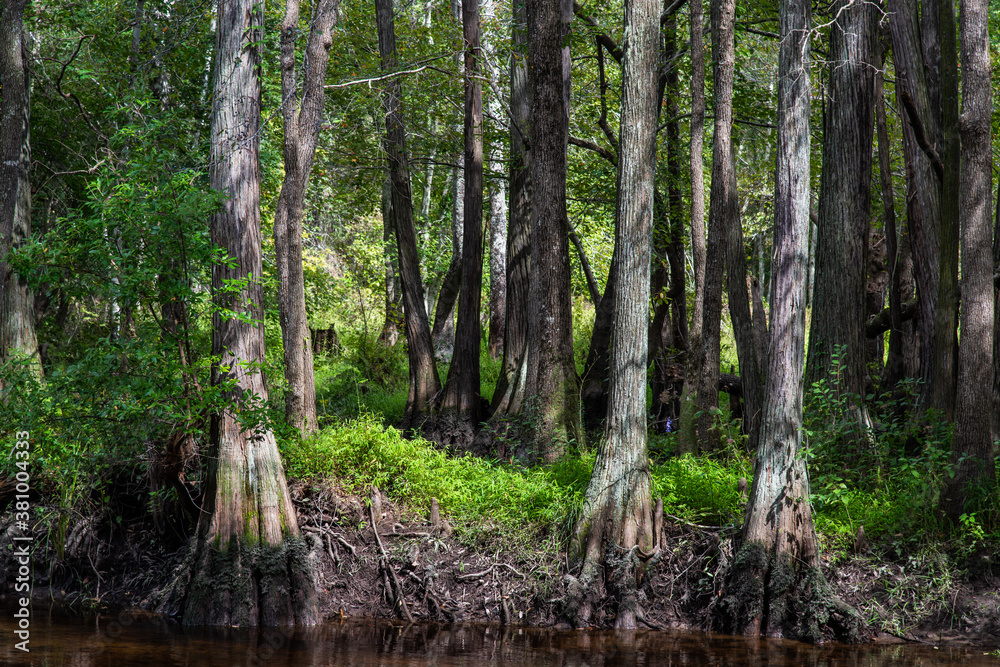 Obraz premium Along the Lumber River at Chalk Banks in Scotland County, NC
