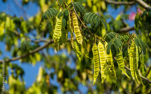 Closeup of seed pods and green leaves of Persian silk tree (Albizia julibrissin). Japanese acacia or pink silk tree in City park Krasnodar or public landscape 'Galitsky park'. Sunny september