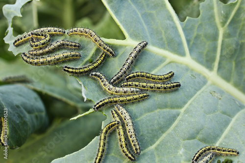 Fotografiet Green cabbage caterpillars eat cabbage leaves.
