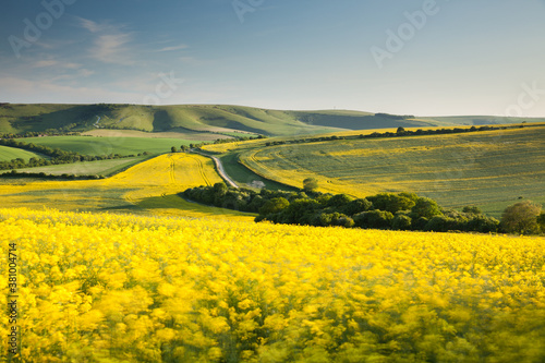 Valokuvatapetti Flowering oilseed rape blowing in the wind at the South Downs National Park in E