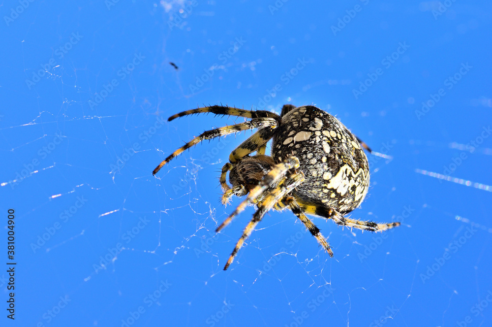 Une araignée au lac des Fétoules