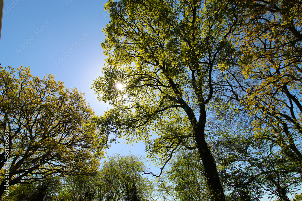 Obraz premium Sun shining through the trees
