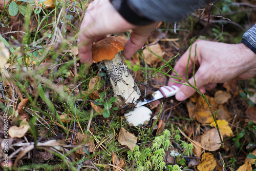 A man picked mushrooms in the autumn forest, cleans a large red mushroom with a knife. Hands close-up. Plants and gardening