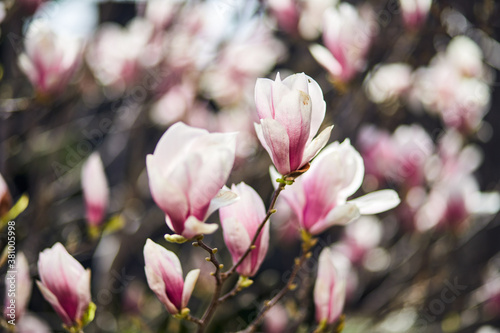 Blooming magnolia tree with large pink flowers in a botanical garden. Natural background concept.