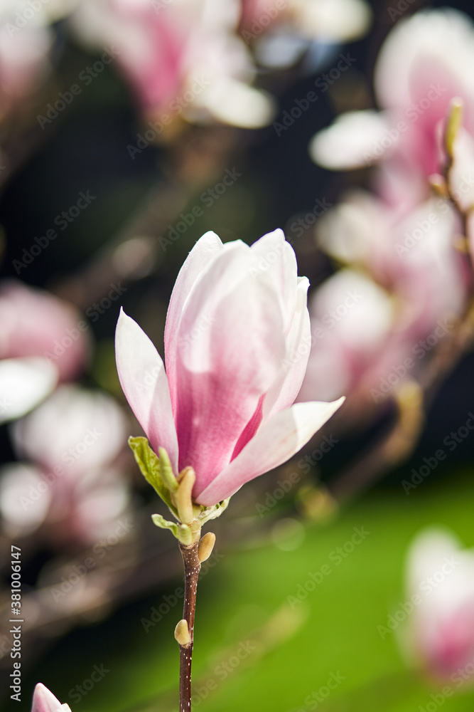 Blooming magnolia tree with large pink flowers in a botanical garden. Natural background concept.