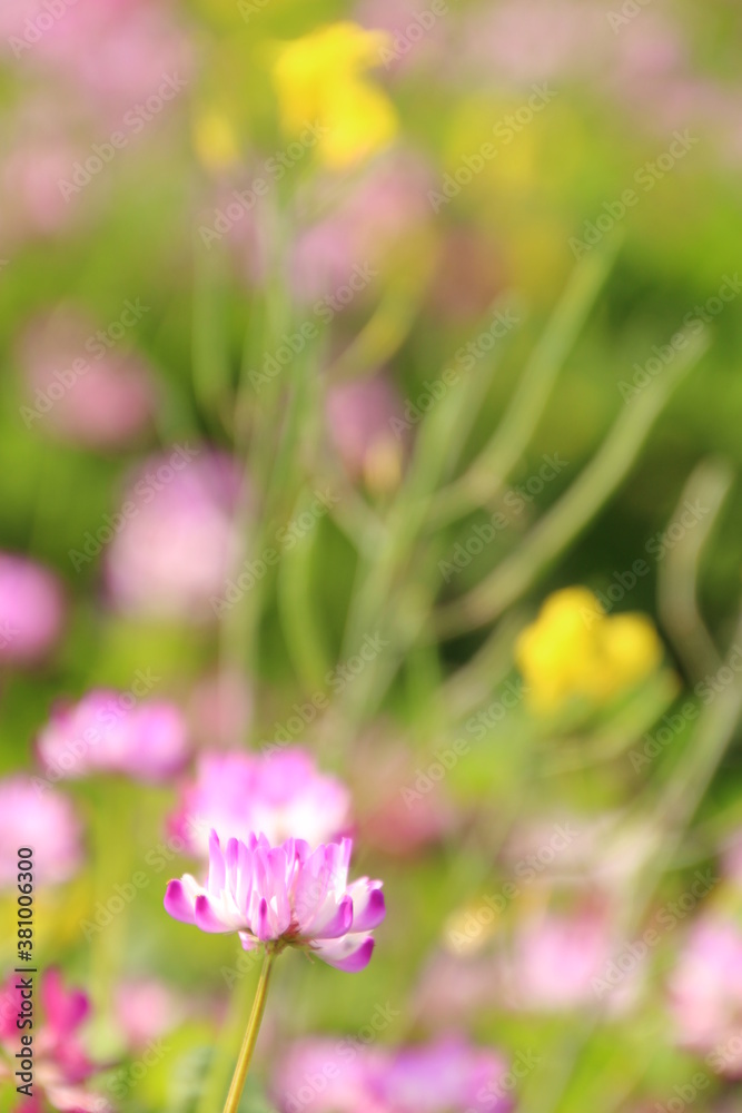 蓮華と菜の花 蓮華と菜の花