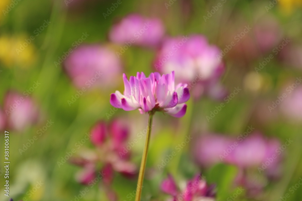 蓮華と菜の花