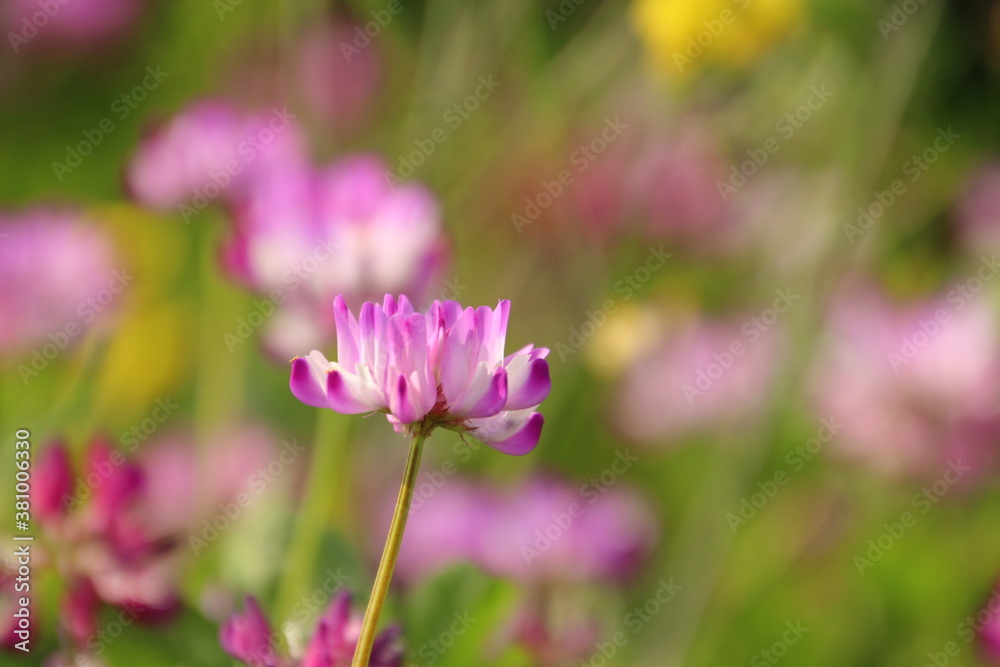 蓮華と菜の花 蓮華と菜の花