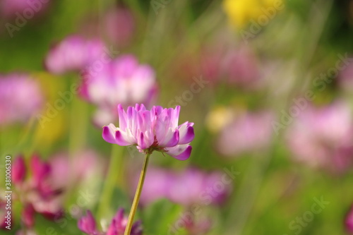 蓮華と菜の花