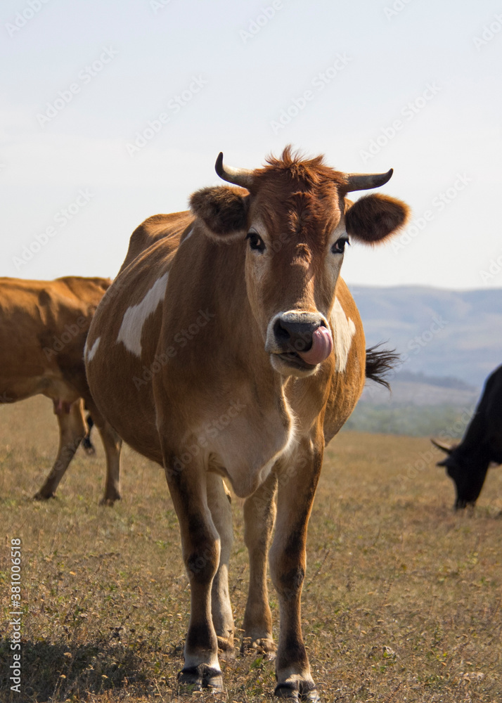 Portrait of beautiful brown cow with tongue looking at the camera.