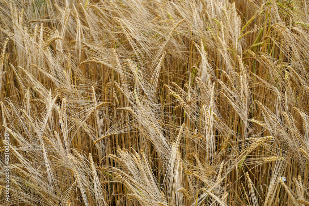 Field of golden grain in the Summer Field of golden grain in the Summer
