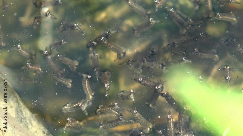 Mosquito, stage third, larva floats on surface of the dark water of