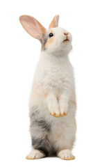 Three-colored new-born rabbit standing and looking at the top. Studio shot, isolated on white backgroun
