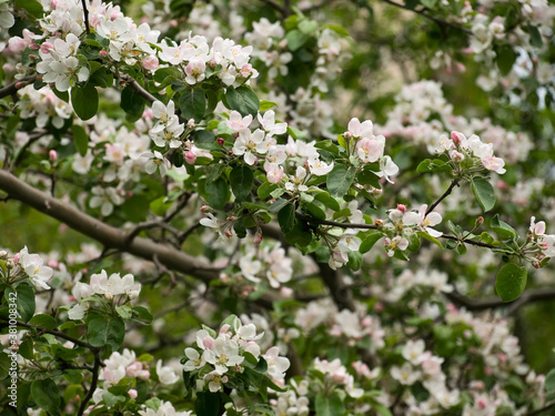 Flowering of fruit tree in the spring