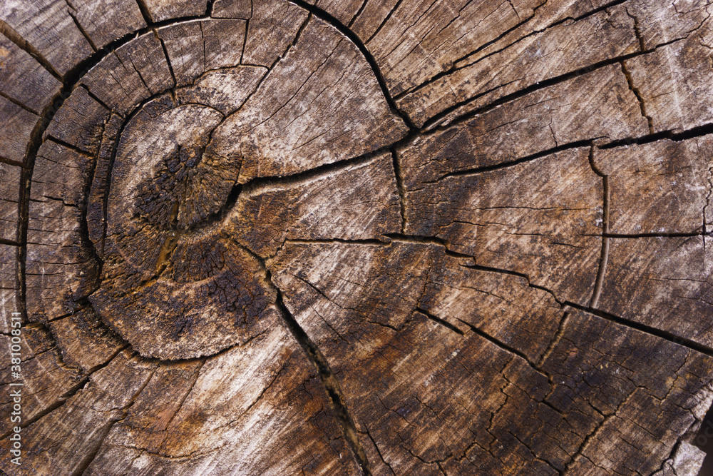 Fototapeta premium old wood texture