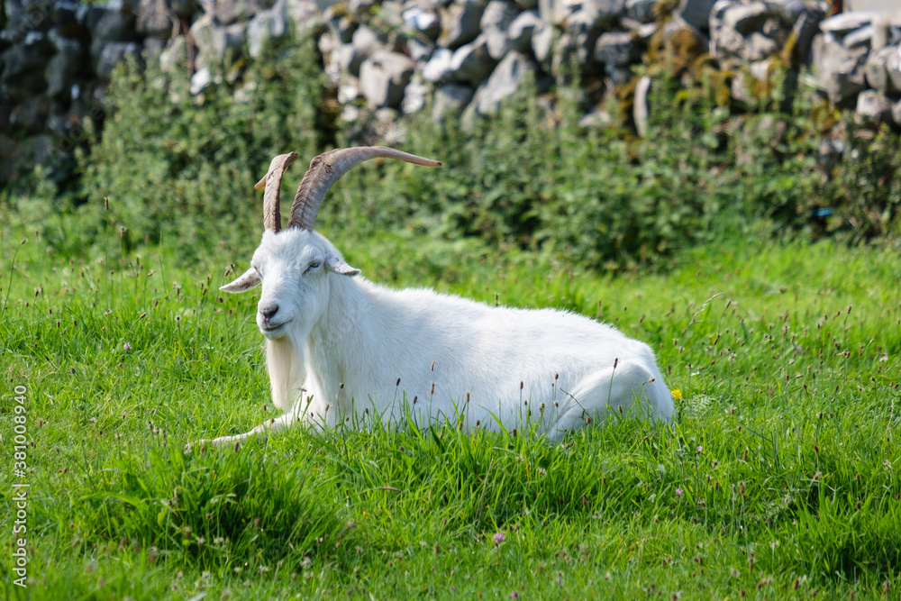 Goat at Inis Mor, Aran Islands, County Galway, Ireland Goat at Inis Mor, Aran Islands, County Galway, Ireland