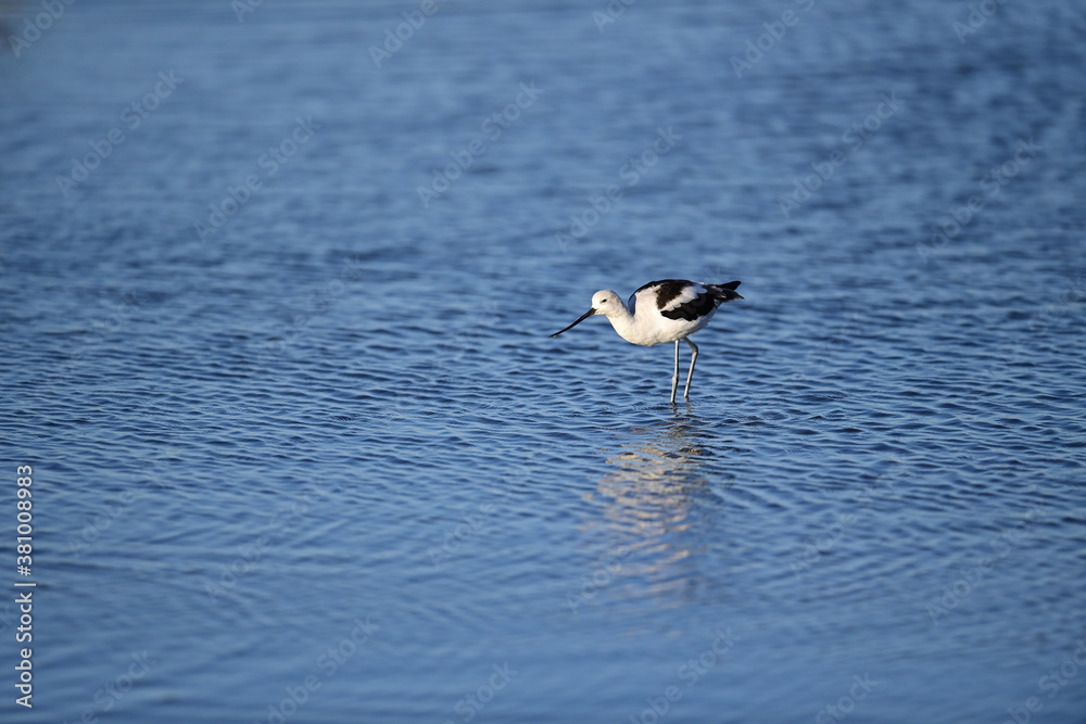 American Avocet, Scientific name: Recurvirostra americana American Avocet, Scientific name: Recurvirostra americana