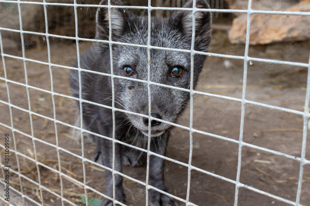 Weakest Fox Hungry, weak and sick arctic fox locked in a cage behind a metal fence ...