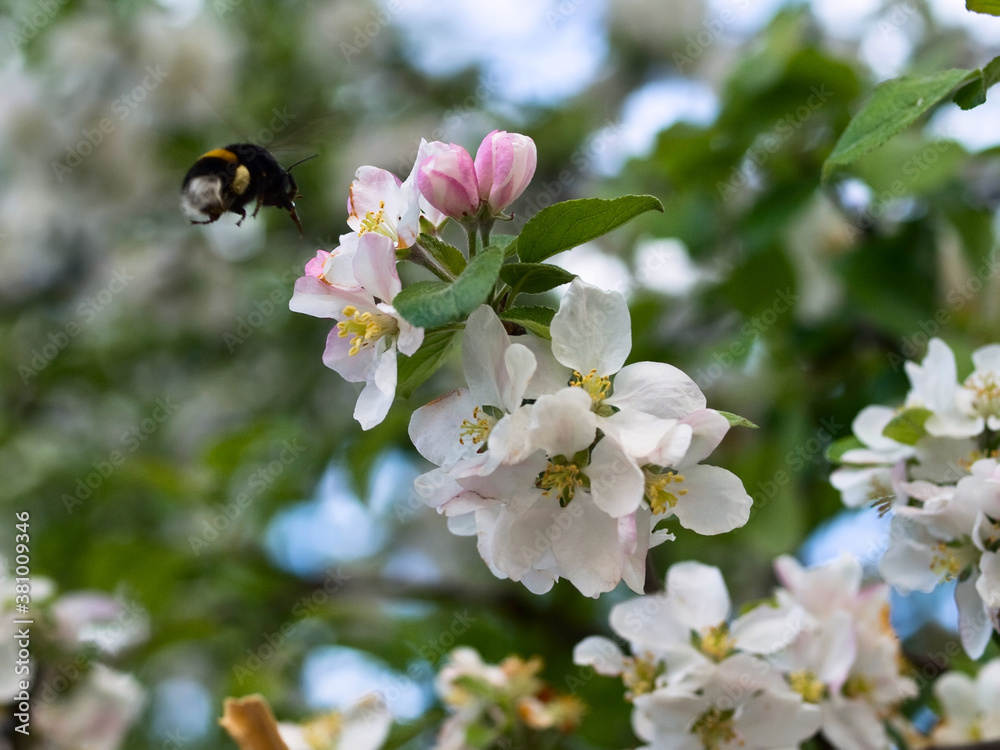 The bumblebee pollinating flowers of an apple-tree The bumblebee pollinating flowers of an apple-tree