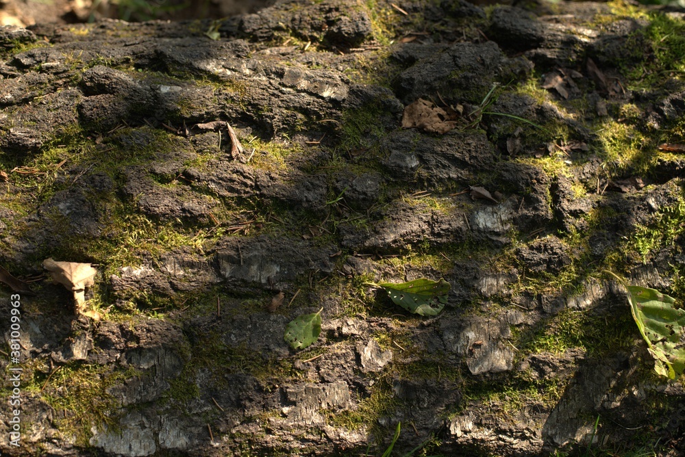 Textured tree bark with leaves, moss and sunburst stripes
