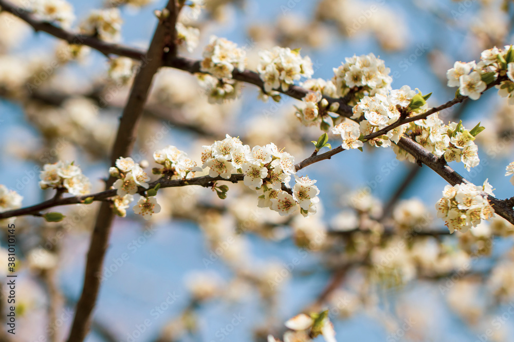 Sakura floweres blooming in full frame. Spring season. Sakura floweres blooming in full frame. Spring season.