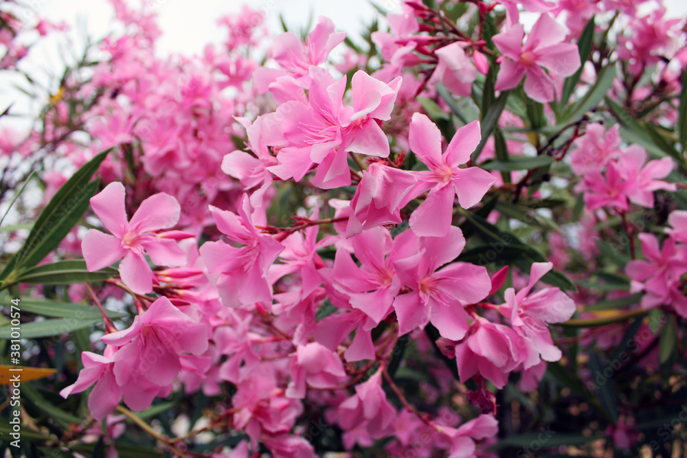 Fiori di Oleandro Nerium oleander Fiori di Oleandro Nerium oleander