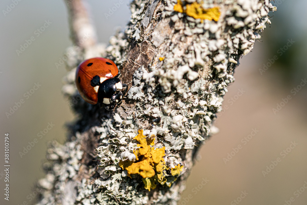 ladybug on a branch with yellow lichen ladybug on a branch with yellow lichen