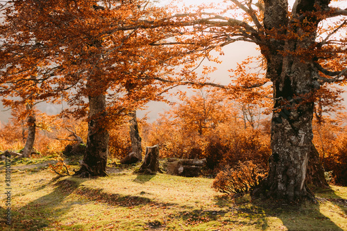 beautiful autumn forest scenery. Sunset golden leaves landscape in october